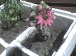 DSC00064.JPG