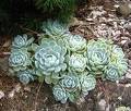 echeveria.jpg