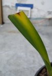CYM_AMARILLA_HOJA.jpg