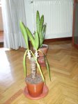 PICT0001.JPG