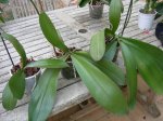 DSCN0806.JPG