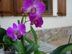DSCN0804.JPG