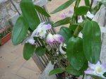 DSCN0807.JPG