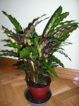 Maranta_01.JPG