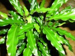 Maranta_02.JPG