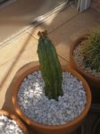 San Pedro 2.jpg
