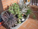 guancasi jardin 020.jpg