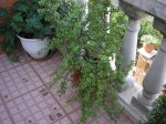 guancasi jardin 026.jpg