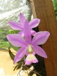 orquidia morada.jpg
