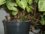 DSCF1319.jpg