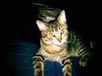 2495_gato_cumple_emma_oscar_05_012_1.jpg