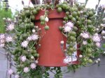palmbob_1073232723_140.jpg