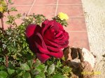 PIC_0065.JPG