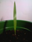washingtonia robusta.JPG