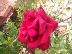PIC_0052.JPG