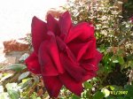 PIC_0057.JPG