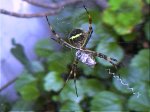 araña 3.jpg