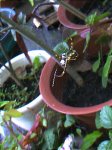 araña 4.jpg