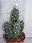 Stetsonia_coryne.jpg