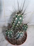 Stetsonia_coryne_2.jpg