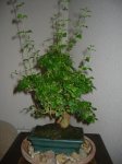 ligustrum.jpg