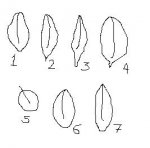 hojas ficus.JPG