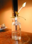 brachichyton en agua ene07 003.jpg