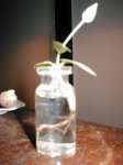 brachichyton en agua ene07 005.jpg