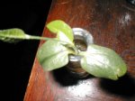 brachichyton en agua ene07 007.jpg