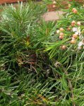 grevillea.jpg