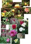 Las-rosas-de-mi-jardin.jpg