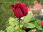 rosas.jpg