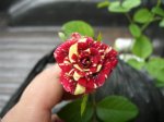rosa2.jpg