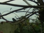 PC160087.JPG