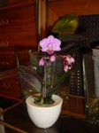 Phal little lady.JPG