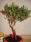 Prebonsai-acebuche.jpg