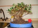 Bonsai olivo.jpg