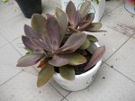 DSCN4579.JPG