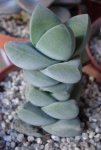 Crassula 2006-11-03.JPG