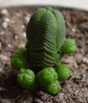 Crassula Pyramidalis 2006-10-14.JPG