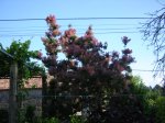 DSC00096_I.JPG