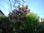 DSC00097_II.JPG