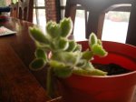 DSCN4580.JPG