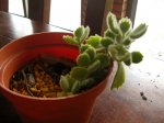DSCN4581.JPG
