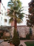PALMPLw.JPG