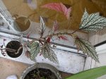 DSCN4535.JPG
