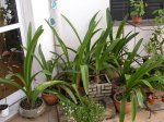 DSCN4533.JPG
