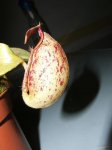 fotos 003.jpg