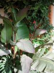 planta.jpg