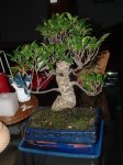 FICUS.JPG